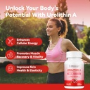 urolithin-a-supplement-1000-mg-for-muscl-2.jpg