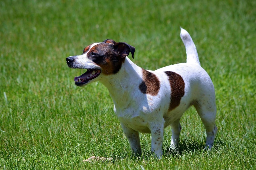 dog-gut-restoration---probiotics-for-dog-4.jpg