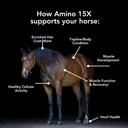 amino-15x-3-lb--supports-healthy-muscle--2.jpg
