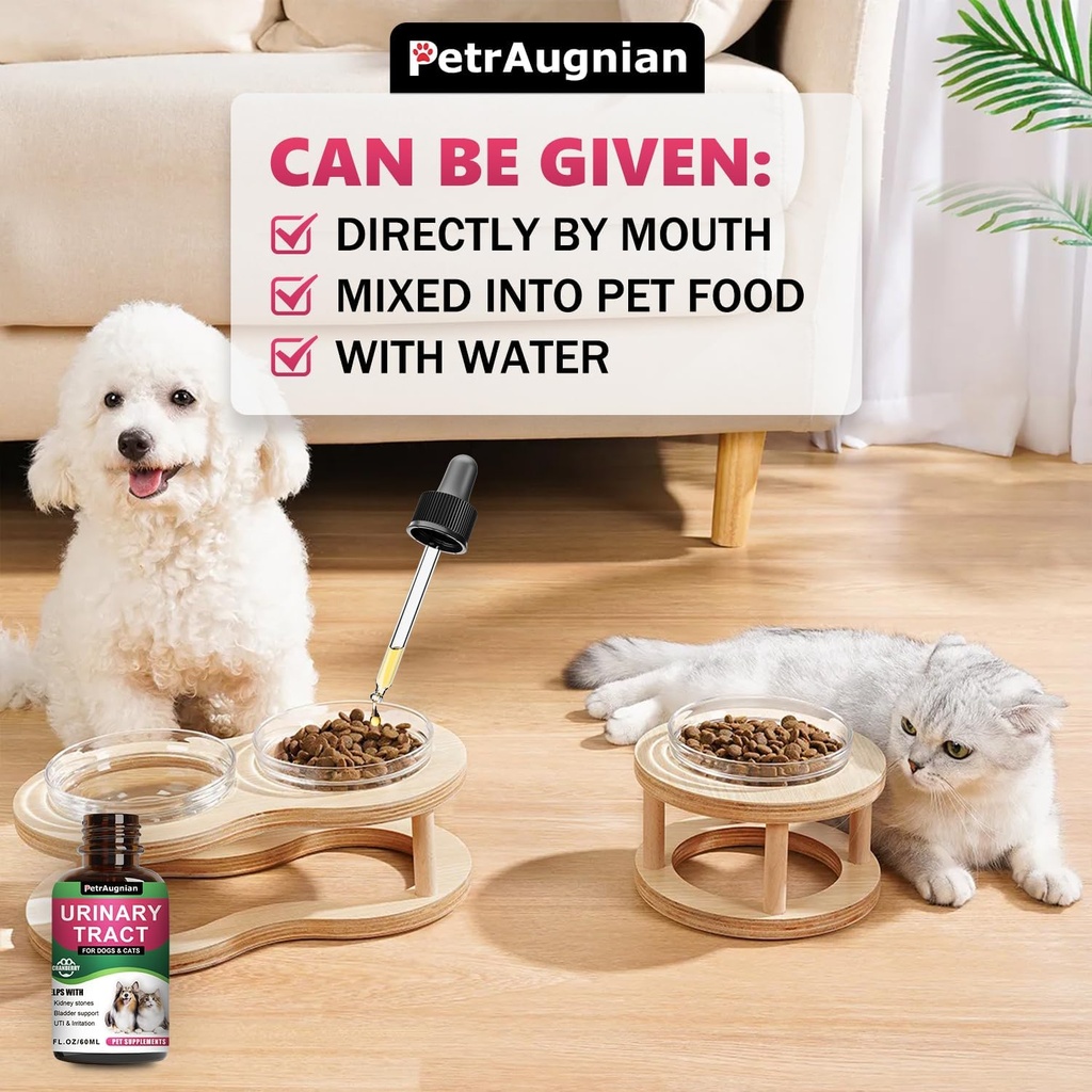 cat-dog-urinary-tract-infection-treatmen-2.jpg