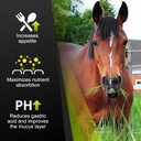 gastromend-xc-100-natural-equine-stomach-5.jpg