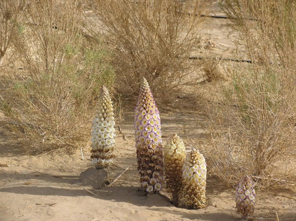 sinkiang-wild-desertliving-cistanche-tub-2.jpg