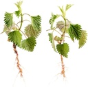 health-embassy-nettle-root-urtica-dioica-4.jpg