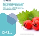life-extension-cardio-peak---hawthorn-ex-5.jpg