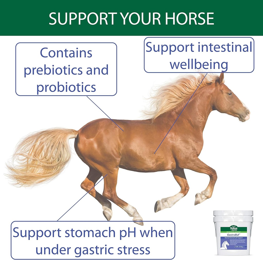 stance-equitec-gastrobuf---normal-stomac-4.jpg