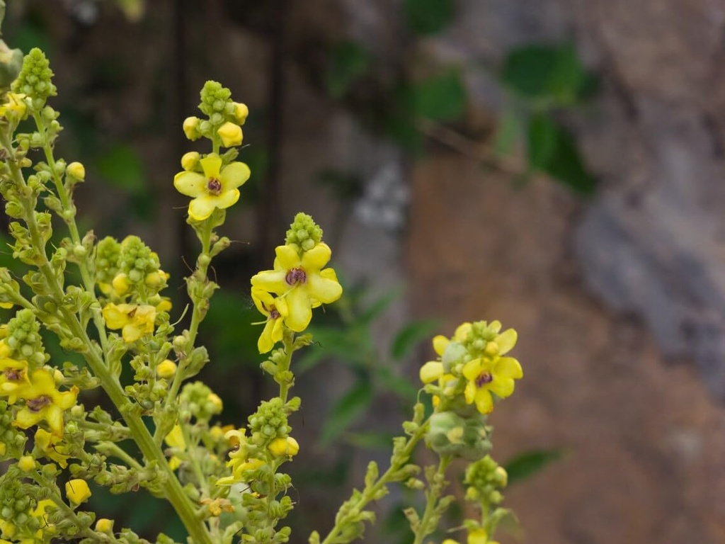 50-bags-mullein-leaf-tea-bags-for-lungs--6.jpg