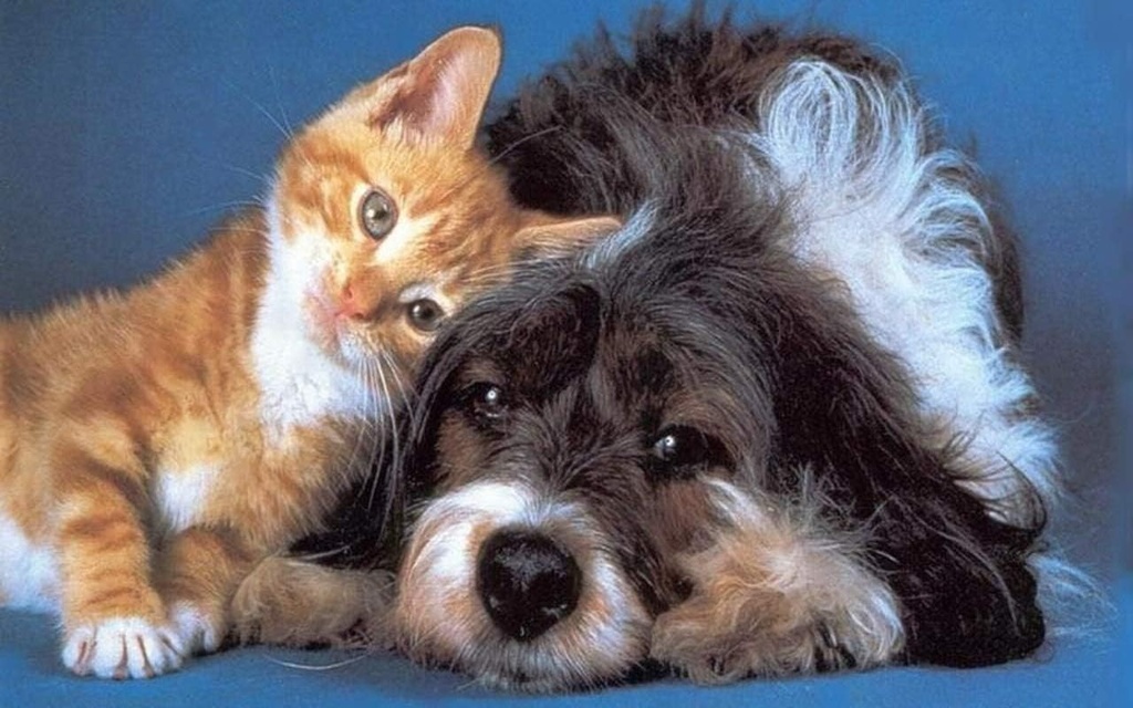 i-love-my-pets-llc-immunity-for-dogs---p-3.jpg