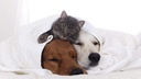 i-love-my-pets-llc-immunity-for-dogs---p-4.jpg