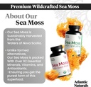 atlantic-naturals-sea-moss-superfood-bun-3.jpg