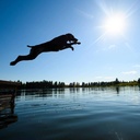 k9-athlete---new-dog-dog-joint-supplemen-4.jpg