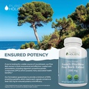 purely-holistic-pine-bark-extract-350mg--5.jpg