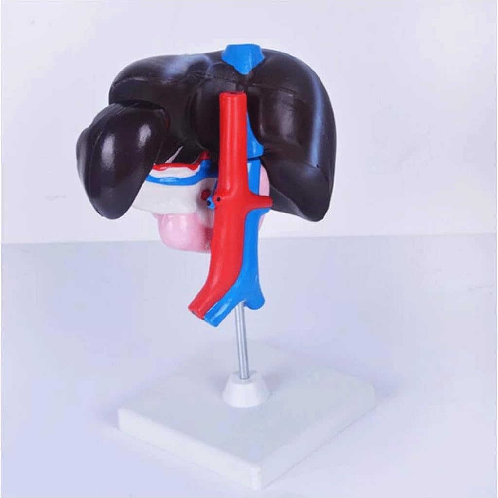 froon-human-organ-model-artificial-liver-2.jpg