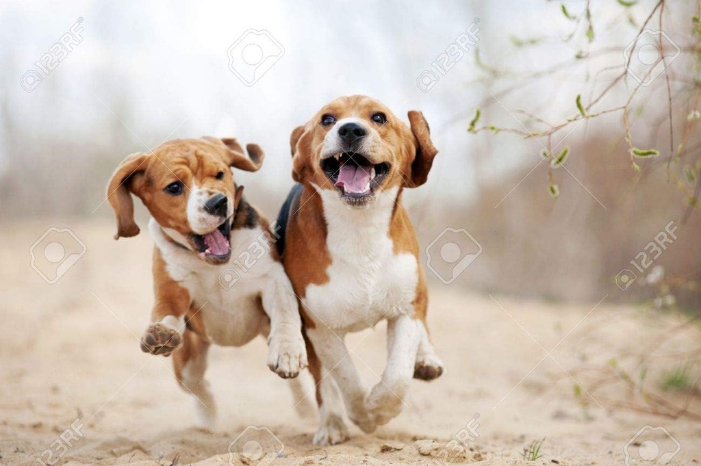 dog-immune-booster---dog-eye-health---ad-3.jpg