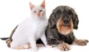cat-urinary-chews---pets-urinary-health--3.jpg