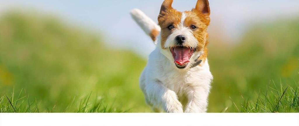 dog-immune-booster-organic---dogs-immune-3.jpg