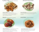 mycogen-for-dogs---vitamins-with-8-types-6.jpg