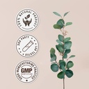 thyme-usda-organic-120-capsules-high-pot-4.jpg