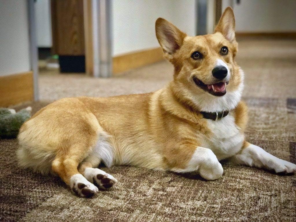 dog-brain-supplement---ultra-vitamins-fo-3.jpg