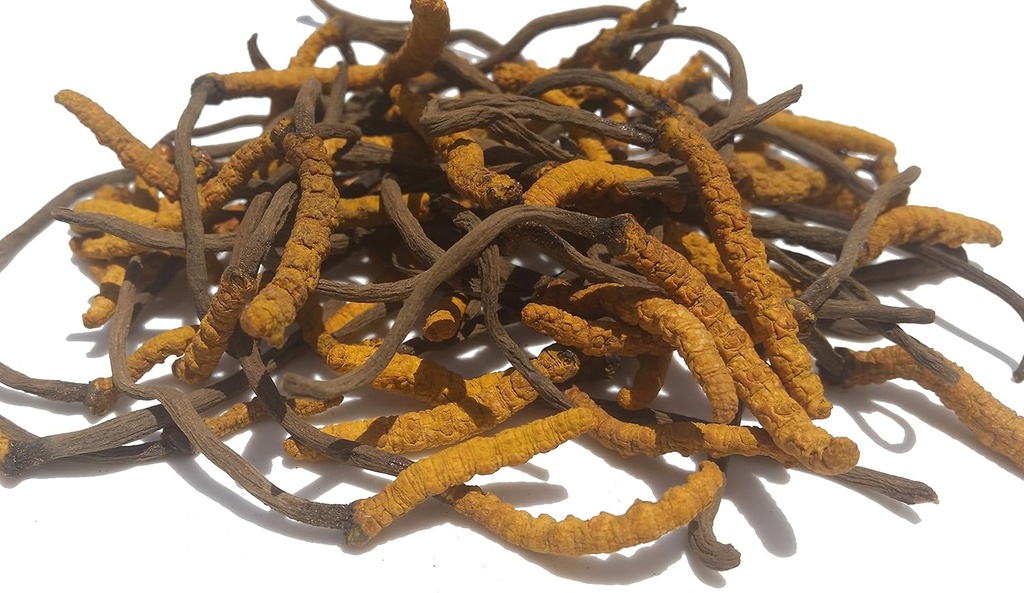 wild-cordyceps-whole-himalyan-cordyceps--3.jpg