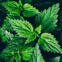 organic-stinging-nettle-plant-urtica-dio-2.jpg