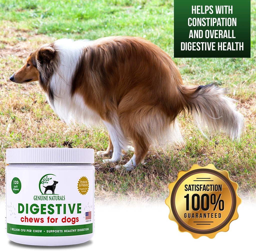 digestive-supplement-for-dogs---recommen-4.jpg