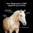 mvp-magnesium-5000-50lb-bag-calmingmetab-2.jpg