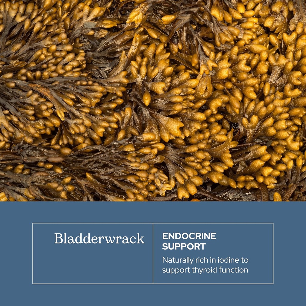 eclectic-herb---premium-freeze-dried-bla-3.jpg