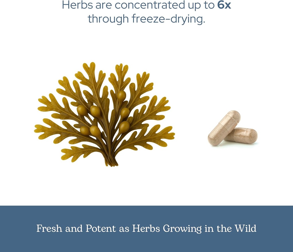 eclectic-herb---premium-freeze-dried-bla-6.jpg