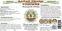 Hawaii Pharm Yohimbe Alcohol-Free Liquid Extract, Yohimbe Liquid (Pausinystalia Yohimbe) Dried Bark Glycerite Natural Herbal Supplement, USA 2x2 fl.oz 3