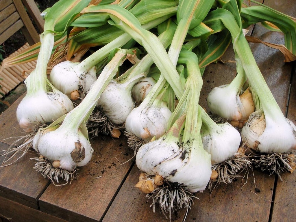 japanese-garlicajo-japones-100-natural-c-6.jpg