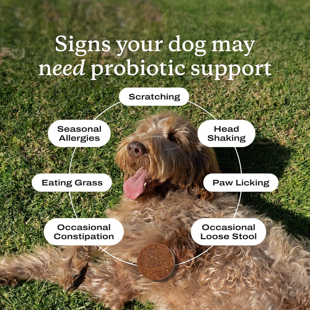 PetLab Co. - Dog Ear Yeast Bundle: Soft Chew Dog Probiotics for Gut Health, Yeast Production, Itchy Ears, Itchy Skin, Seasonal Allergies & Clear Ears Therapy Ear Cleaner for Dogs 2
