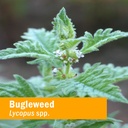 herb-pharm-bugleweed-extract-for-endocri-2.jpg