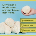 naturealm-sacred-7-organic-mushroom-extr-6.jpg