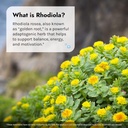 irwin-naturals-rhodiola-plus---75-liquid-6.jpg