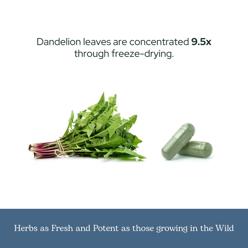 eclectic-herb-raw-freeze-dried-dandelion-6.jpg