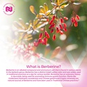 nootropics-depot-berberine-hcl-silymarin-3.jpg