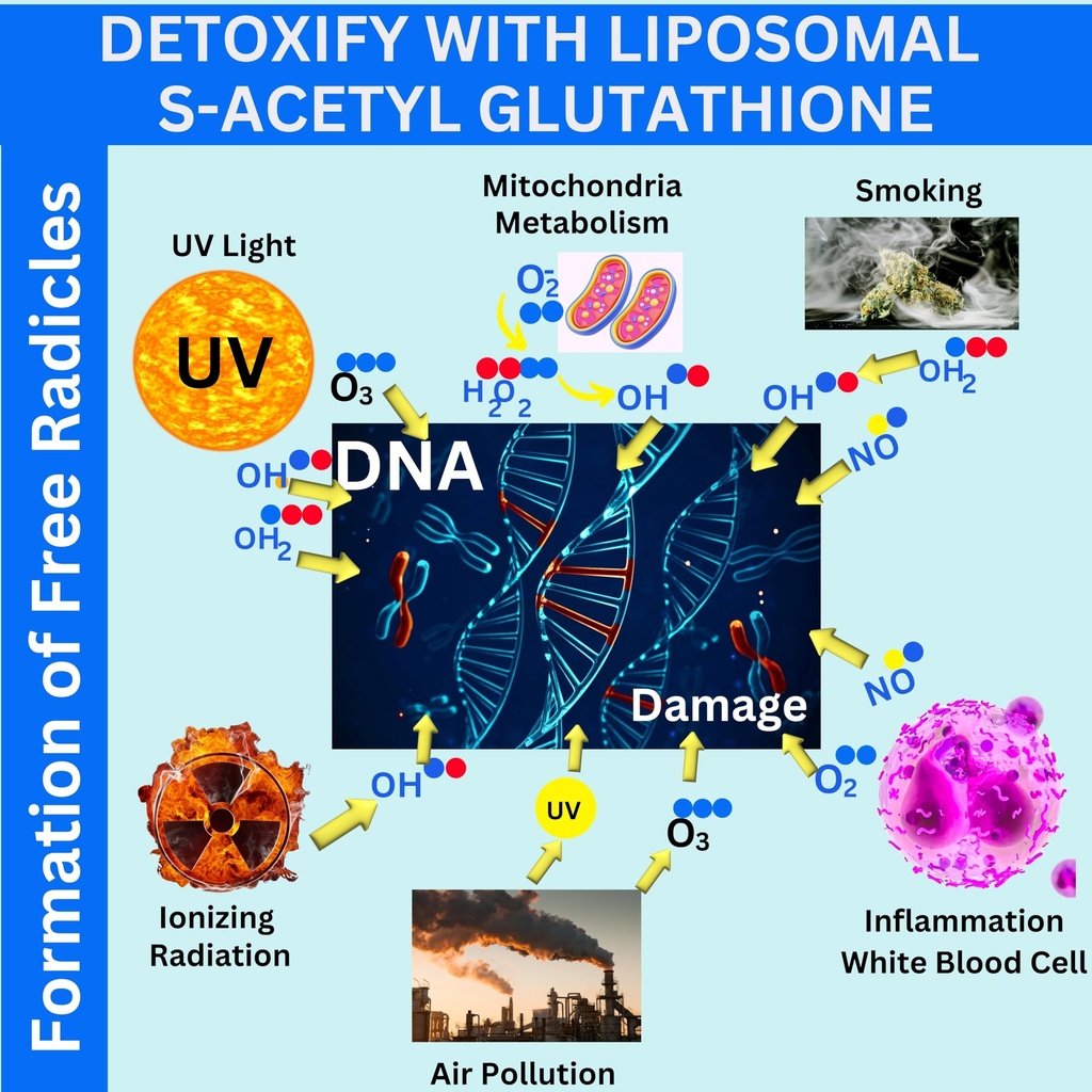 nikoni-liposomal-s-acetyl-l-glutathione--5.jpg