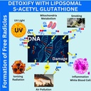 nikoni-liposomal-s-acetyl-l-glutathione--5.jpg