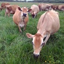 raw-grass-fed-whey-protein-powder-unflav-3.jpg