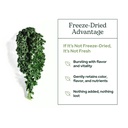 eclectic-herb-organic-kale-powder-supple-5.jpg