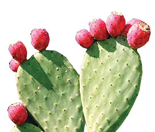 maxx-herb-red-nopal-cactus-powder-prickl-6.jpg