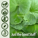 nature-s-answer-gotu-kola-herb-vegetaria-5.jpg