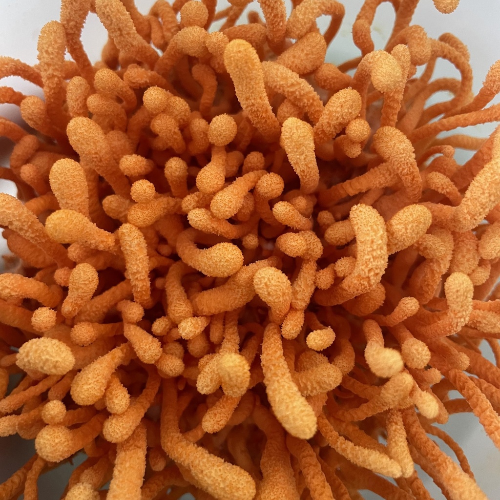usa-grown-certified-organic-dried-cordyc-5.jpg