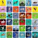 Hebayy 36 Pair Animal Matching Game Flash Cards uitwisbaar (Elke maatregel 2