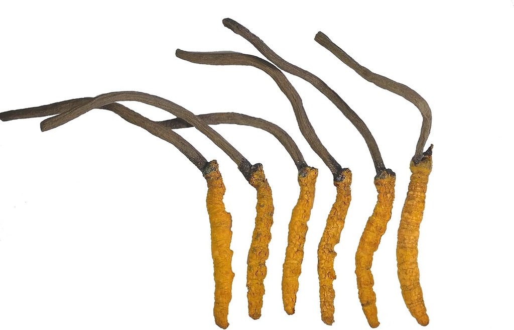 Wild Cordyceps, Whole Himalyan Cordyceps Sinensis Mushroom, Origineel en Zeer Zeldzaam, Hooggradig, Boost Energie, Verminder Stress voor mannen en vrouwen, 3 Gram