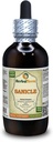 Sanicle (Sanicula Europaea) Tinctuur, gedroogd kruidenvloeistofextract (Grote naam: HerbalTerra, Trots Made in USA) 4 fl.oz (120 ml)