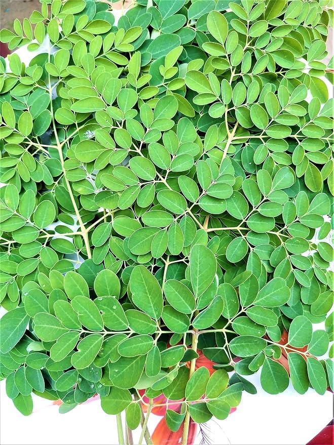 Fresh Organic Moringa Leaves (100 GRAMS)