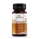 roots & stems Sea Buckthorn Extract Supplement | Veg Collagen Berry Powder | Rich Source of Omega 3,6,7,9 with Fiber, Vitamin C & E | Good for Heart, Brain, Skin & Hair | 500 mg 60 Capsules (Pack of 1)