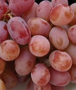Grape, Einset Seedless PP6160-(60 Seeds)