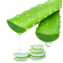 Freshly Harvested Green Organic Aloe Vera Leaf - Fresh Green Aloe Vera Leaf for Natural Wellness, Haircare, and Skincare - Extract Your Own 100% Pure and Chemical-Free Aloe Vera Gel - 1 Kg
